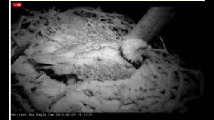 SnowEagle